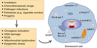 Senotherapeutics: An emerging approach to the treatment of viral infectious diseases in the elderly